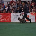 rain in the main ring.jpg